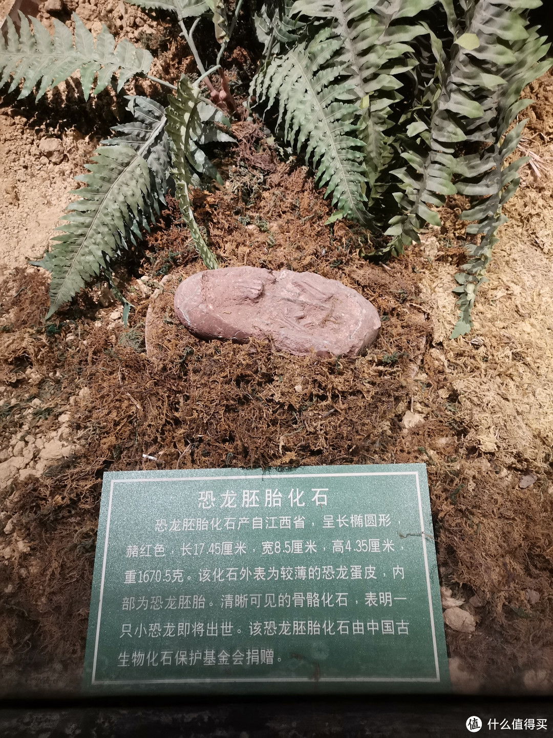 恐龙胚胎化石，柳州博物馆，展出的是江西出土的化石，估计小朋友会感兴趣