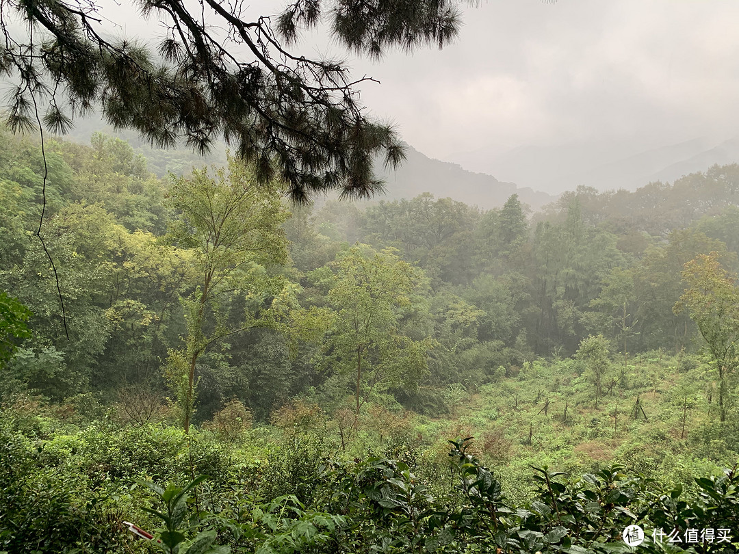 上山只有一条路，整个公园被丰富的植被覆盖，呼吸尽是新鲜空气。