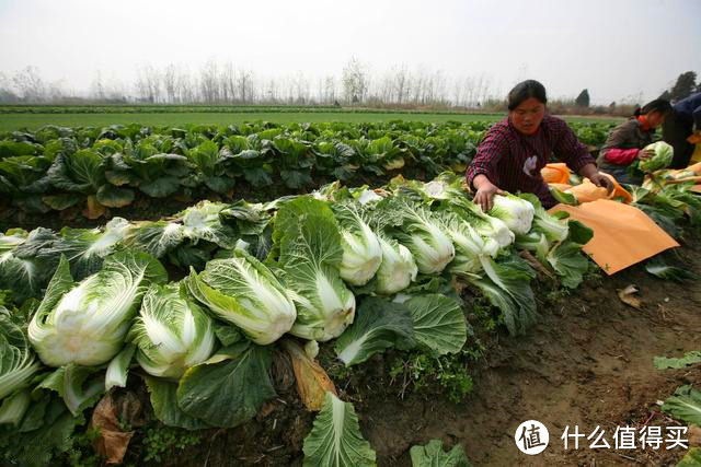 腌酸菜不是只放盐，记得多加这1步，酸爽又香脆