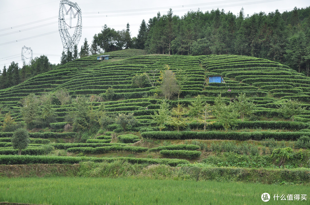 从三江县城开车去程阳的途中，会经过很多茶园，这个应该是对口扶贫的做的一个事情，