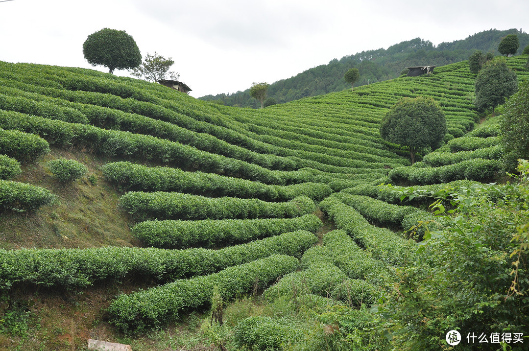 成片的茶山其实也挺好看的