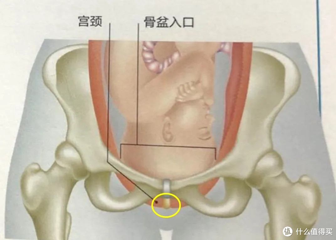 【产程科普】破水？见红？宫缩？入盆？——我什么时候该去医院待产？