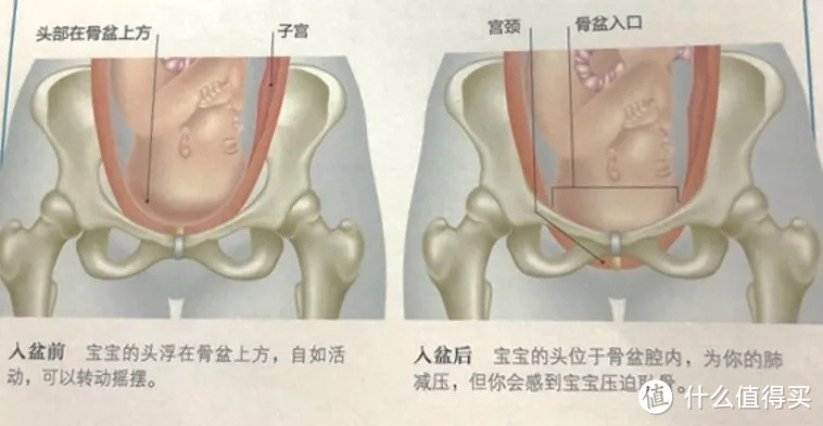 【产程科普】破水？见红？宫缩？入盆？——我什么时候该去医院待产？