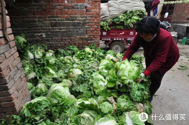 白菜吃不完不好保存，学会这个好办法，放半年不烂