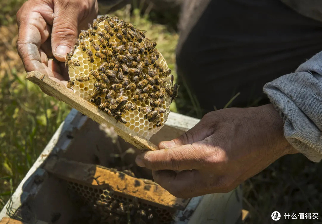 号称“浓缩天然药库”的蜂花粉，到底有什么作用？