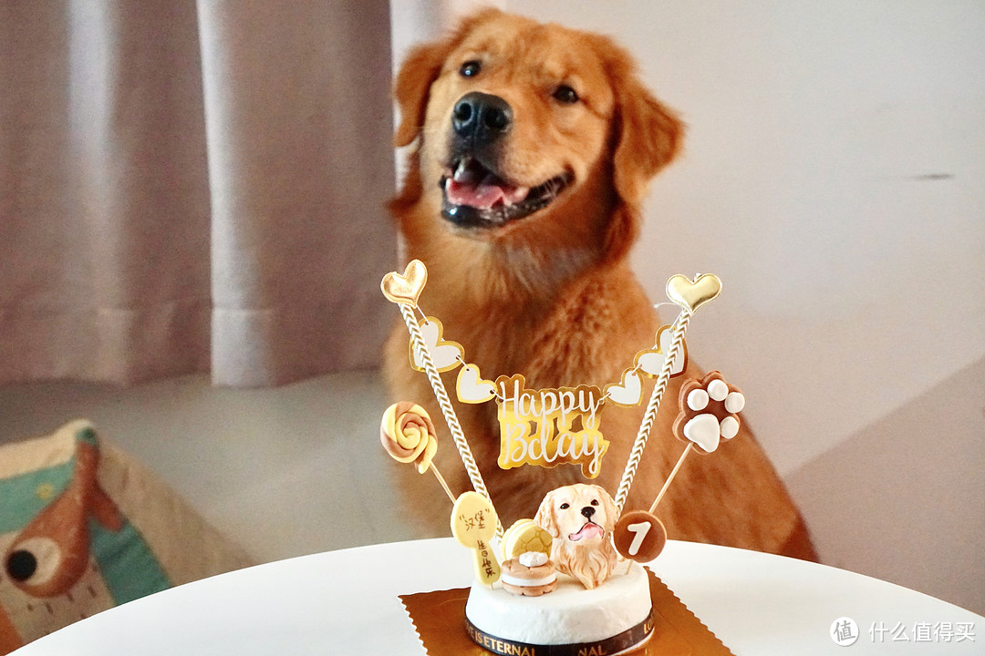 新手养狗攻略指南 养小狗用品清单产品推荐 什么值得买