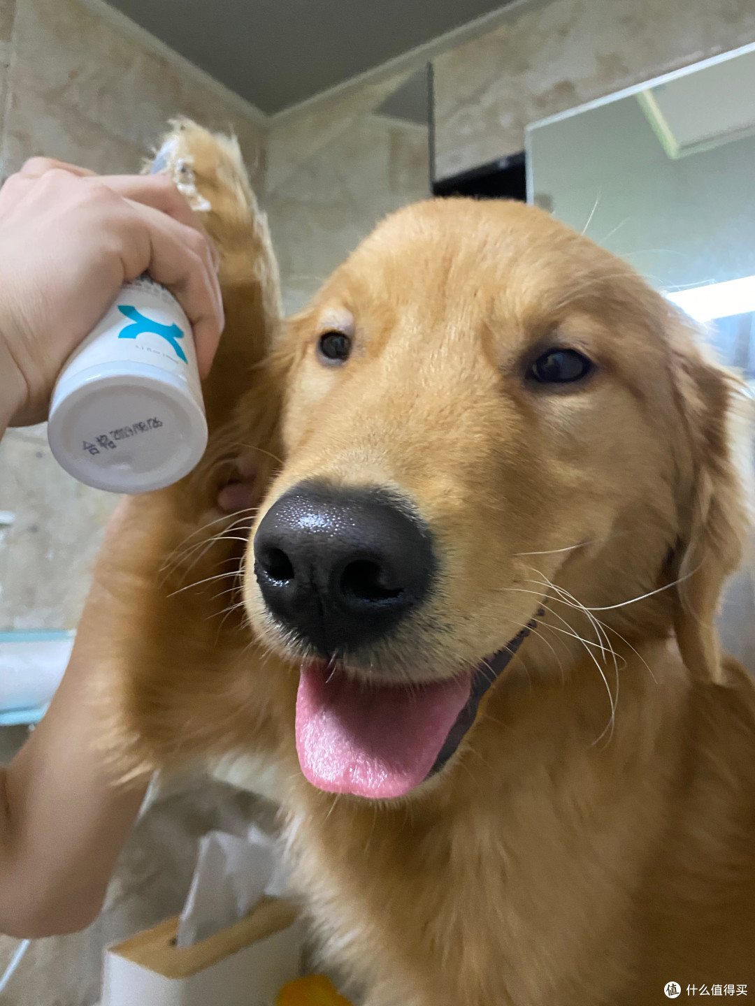 新手养狗攻略指南 养小狗用品清单产品推荐 什么值得买