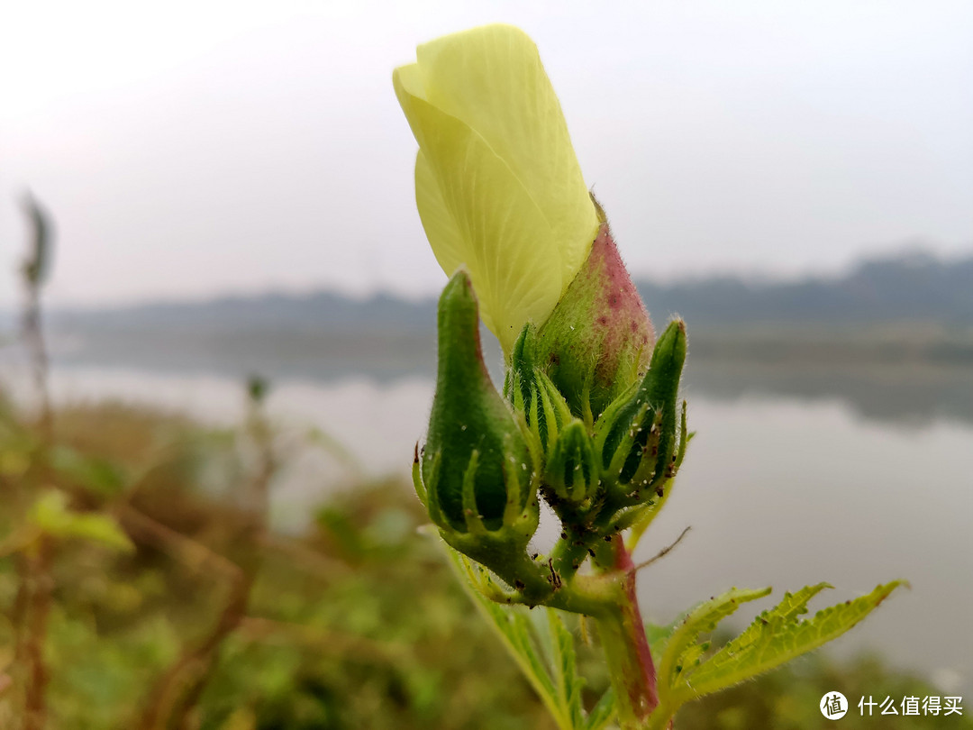 米9手机带您——深秋时节识秋葵