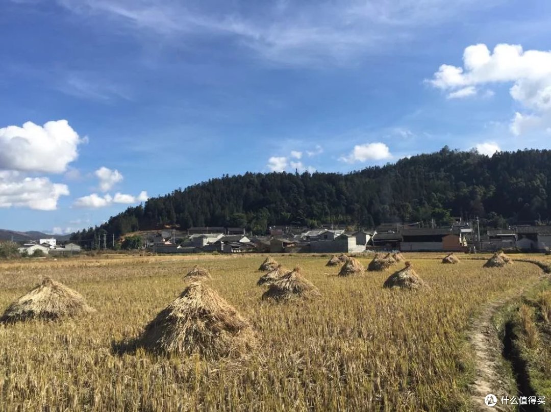 稻田