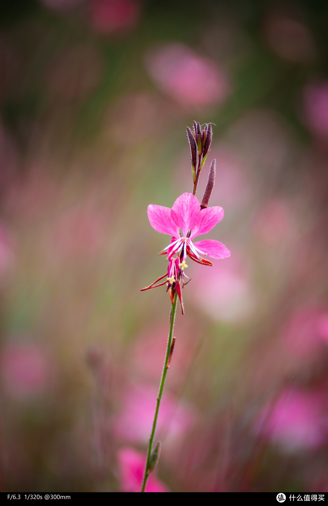 全画幅“亲民”变焦-腾龙E口70-300 F4.5-6.3使用体验