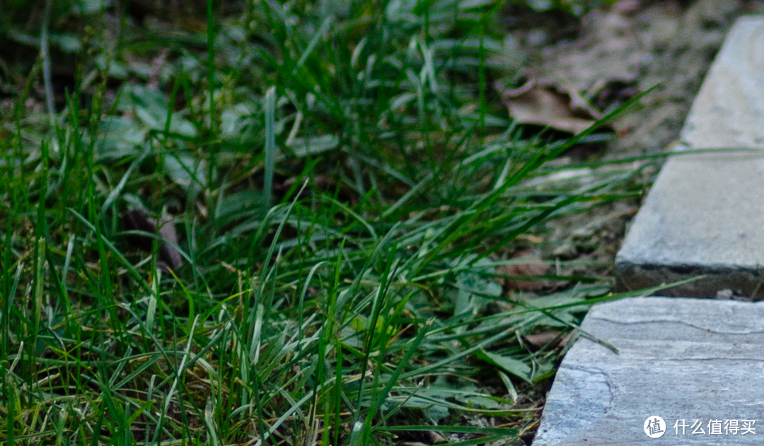 短板突出的全能中焦:蔡司 ZEISS Makro-Planar 2/100 微距镜头