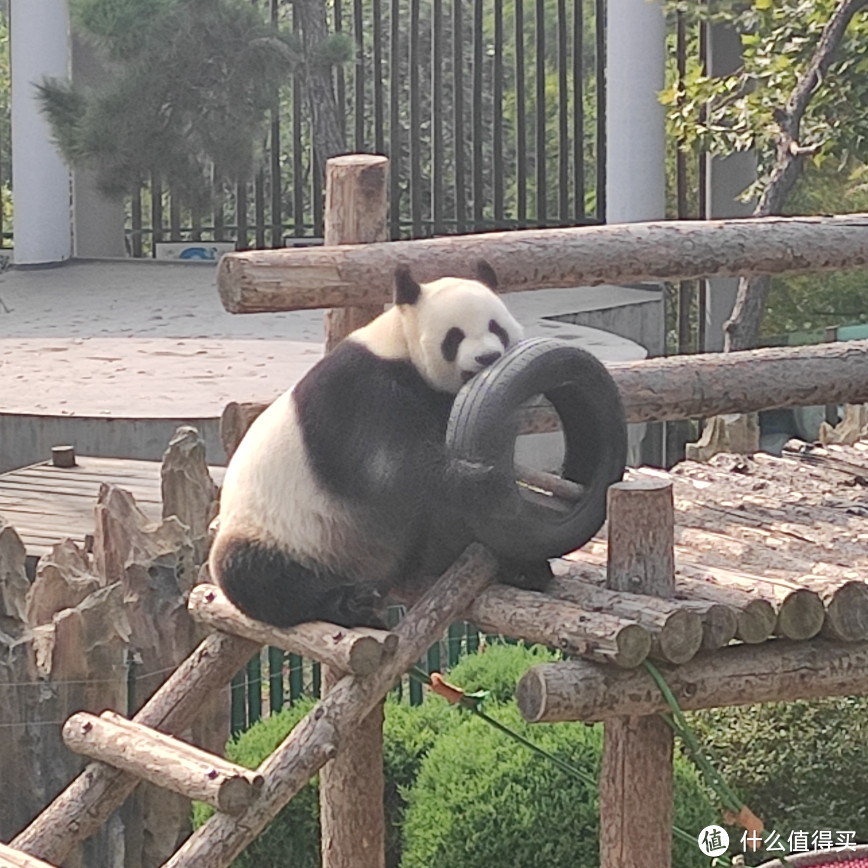 大连周边游，一年四季都非常适合小朋友游玩的，大连森林动物园~