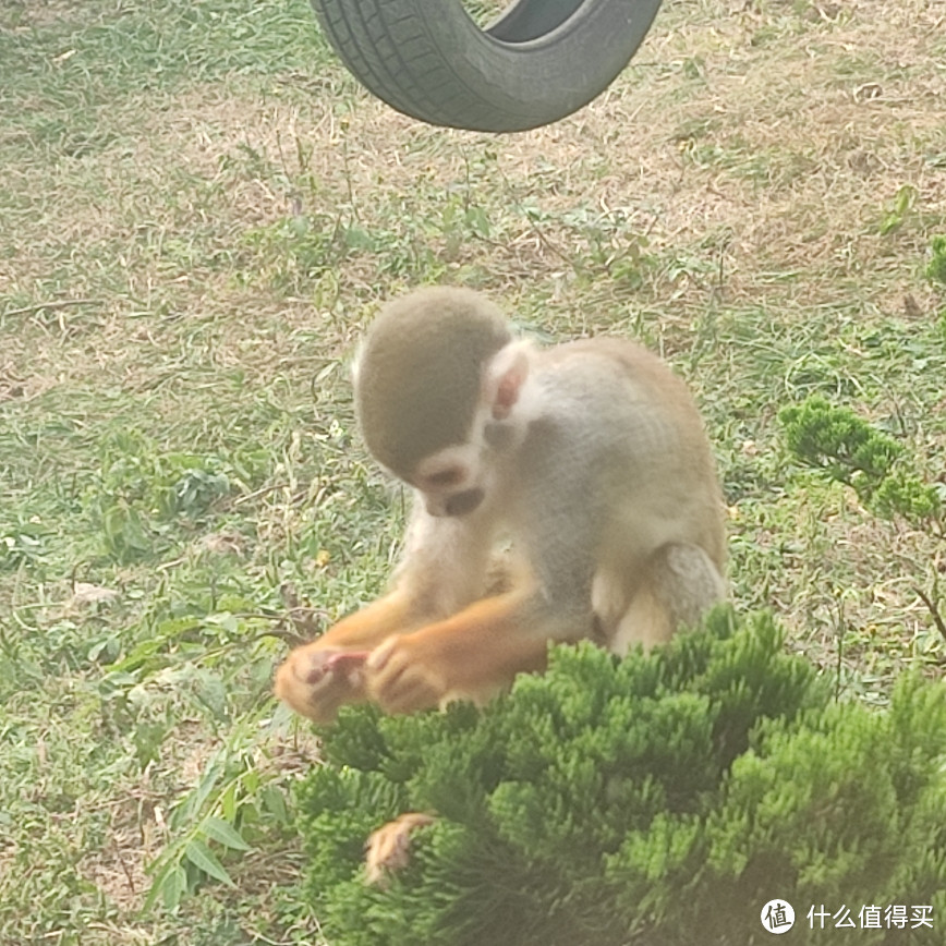 大连周边游，一年四季都非常适合小朋友游玩的，大连森林动物园~