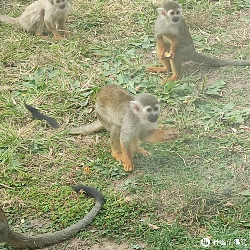 大连周边游，一年四季都非常适合小朋友游玩的，大连森林动物园~