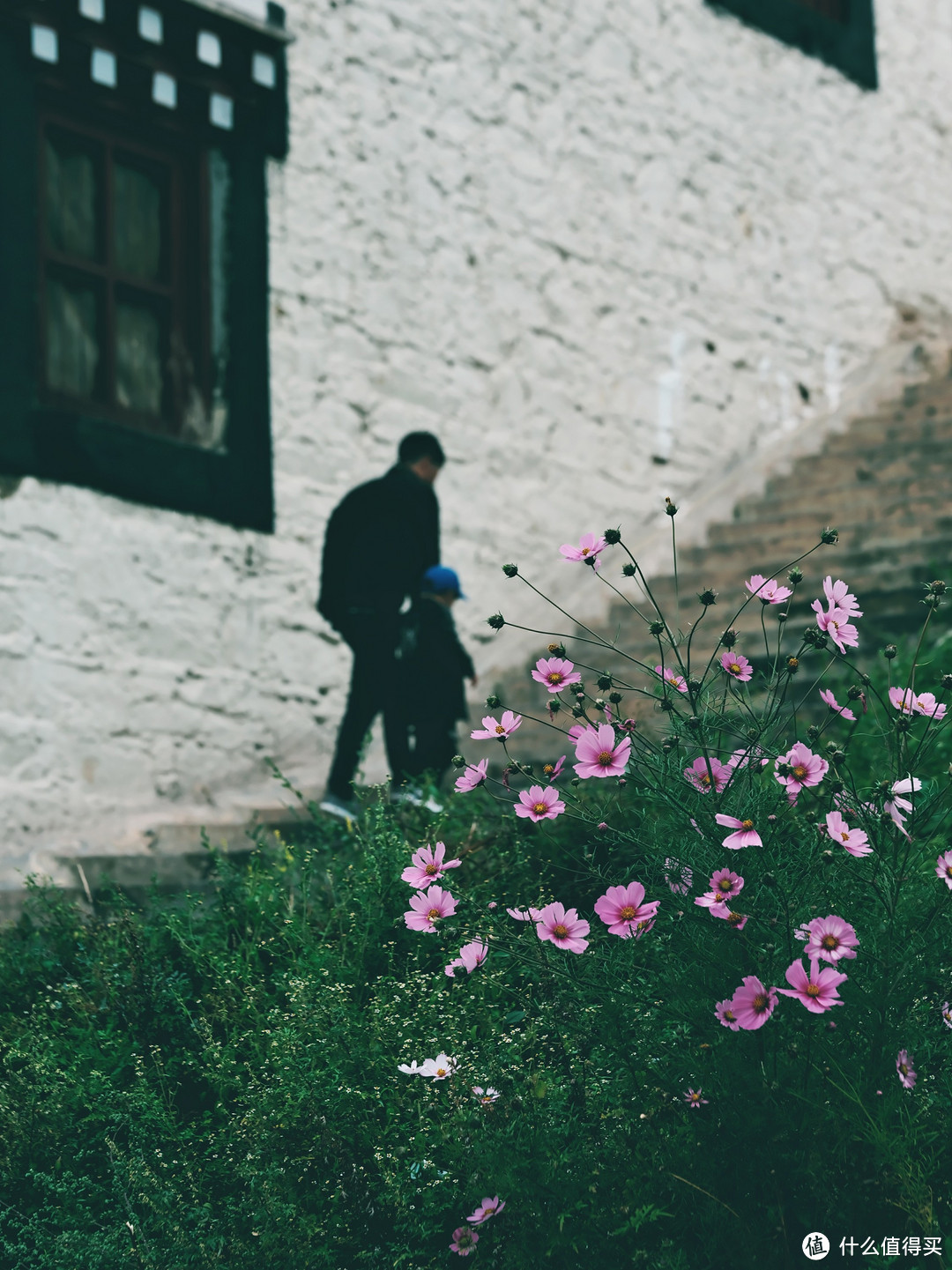 格桑花开