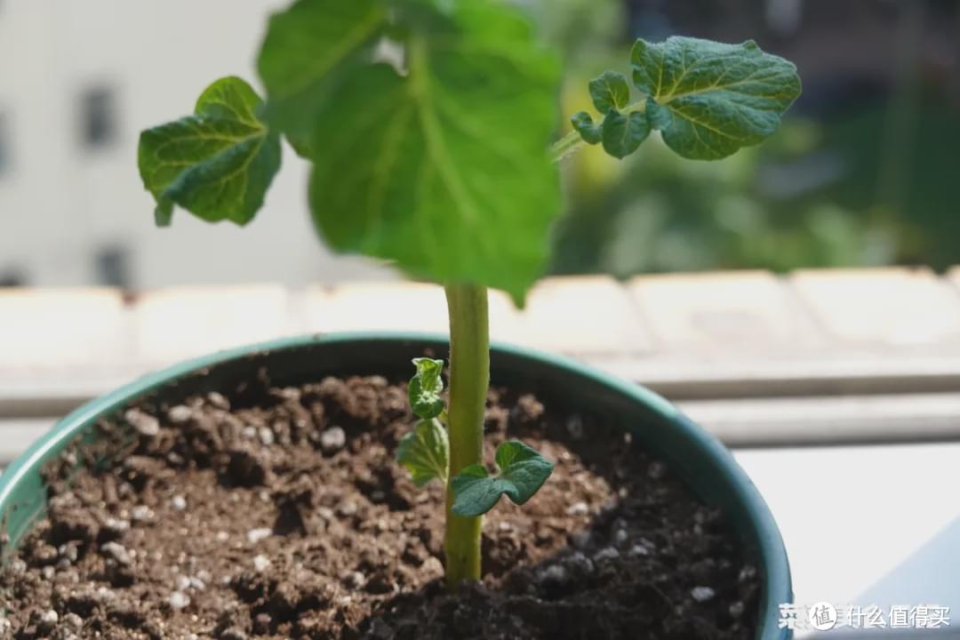 火遍全网的土豆新吃法！随手一做香绝了，简单到偷笑