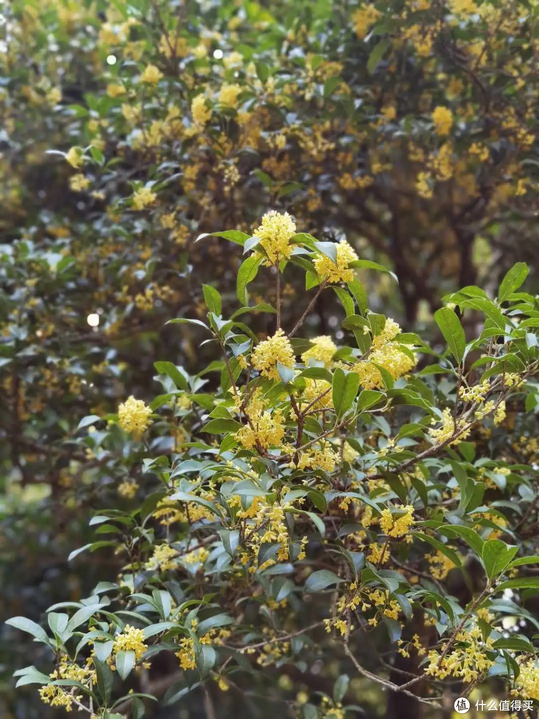 杭州48小时：深入西湖来一次秋日漫步