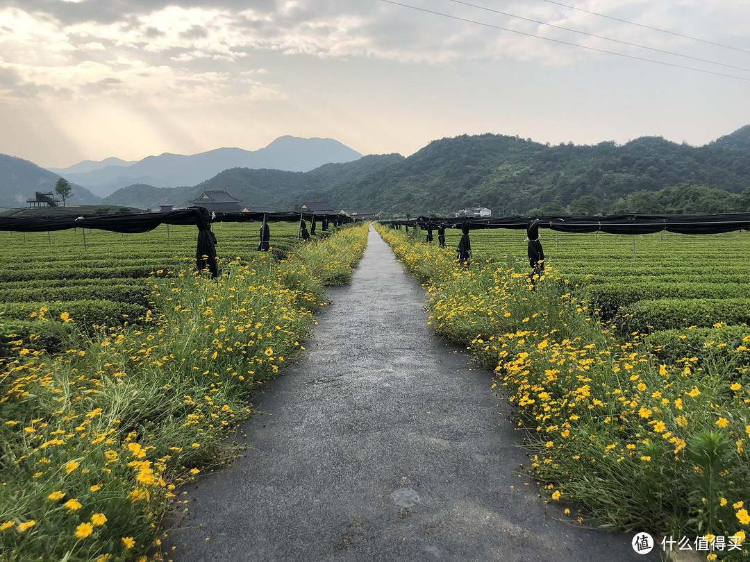 S212旁边的平阳村茶园绿道景色不错