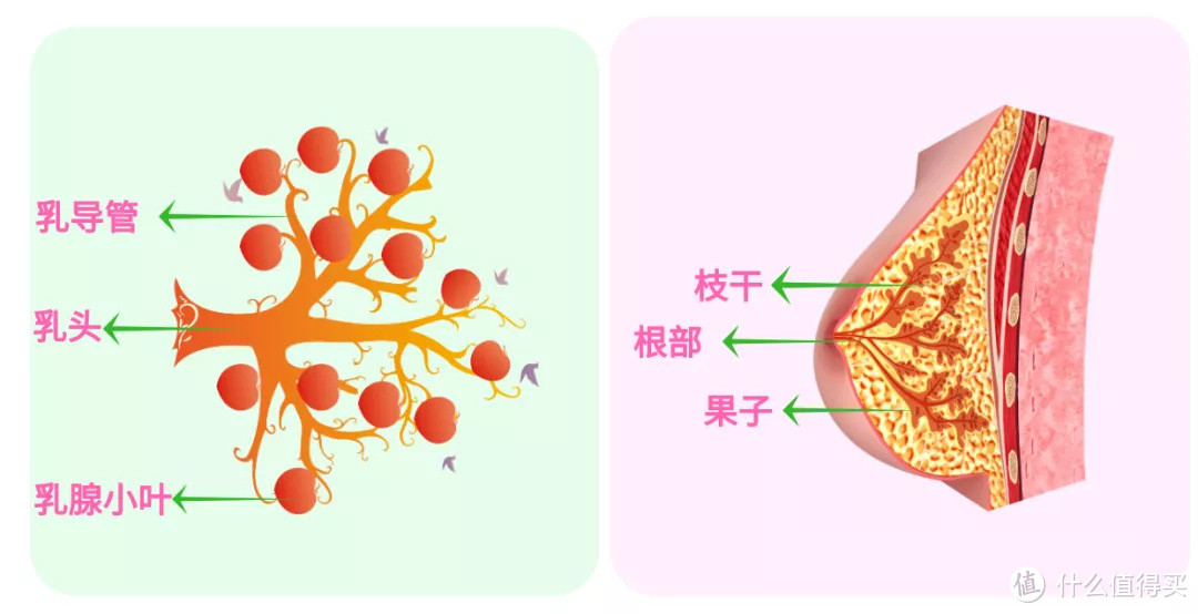 我B超上显示有“乳腺结节”，想买保险还能买吗？