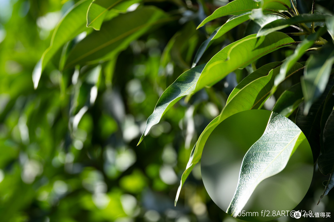 微距镜头新品适马105mmf28dgdnmacro