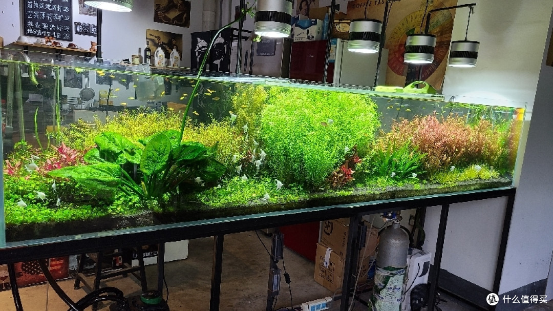 水生植物市场