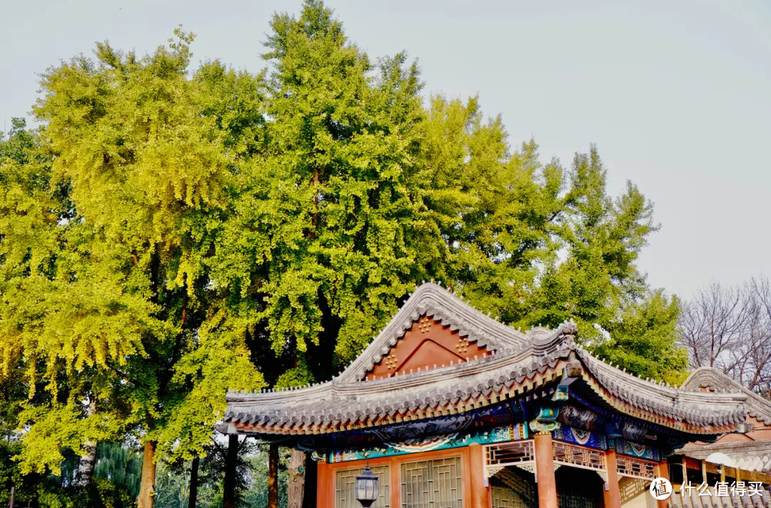 什么地方的秋天,可以美到不像话?