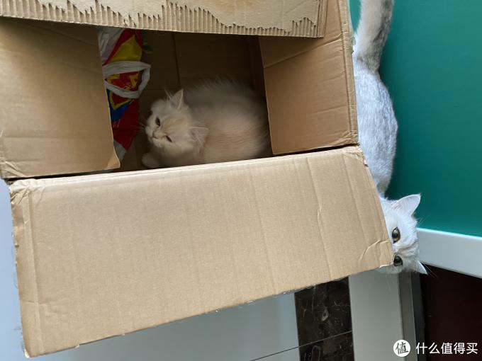 猫咪"开箱" ,顺便聊一下"猫二胎家庭"的困扰_宠物用品_什么值得买