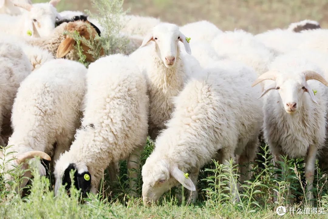 秋冬美食,从纯正宁夏盐池滩羊开始_生鲜食品_什么值得买