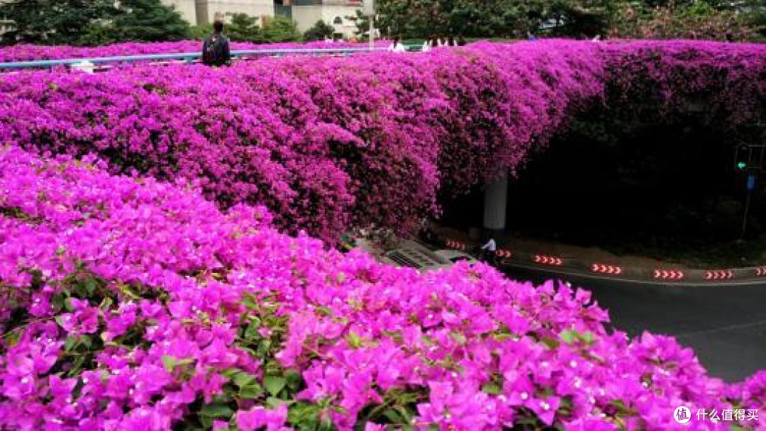 冬季也能花开满园 介绍几种适合岭南秋冬都能盛放的花花 鲜花绿植 什么值得买