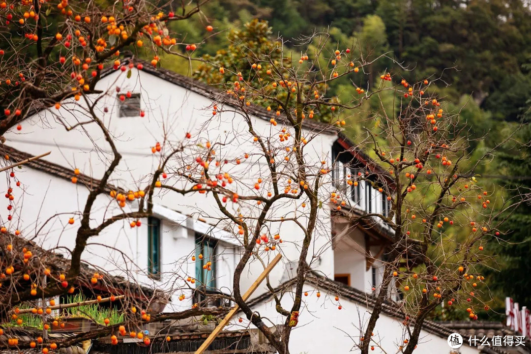 浙江最美的秋色，在这条盘山公路上