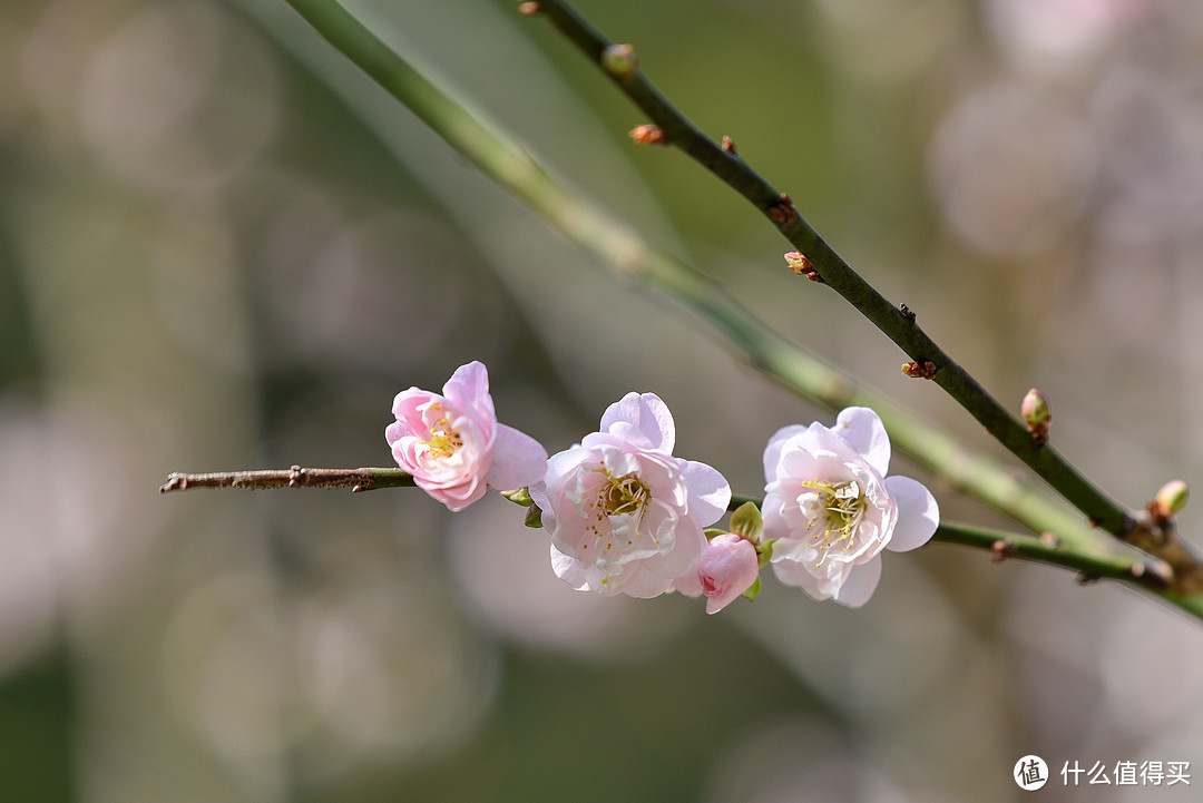 春夏秋冬又一春·广州白云山