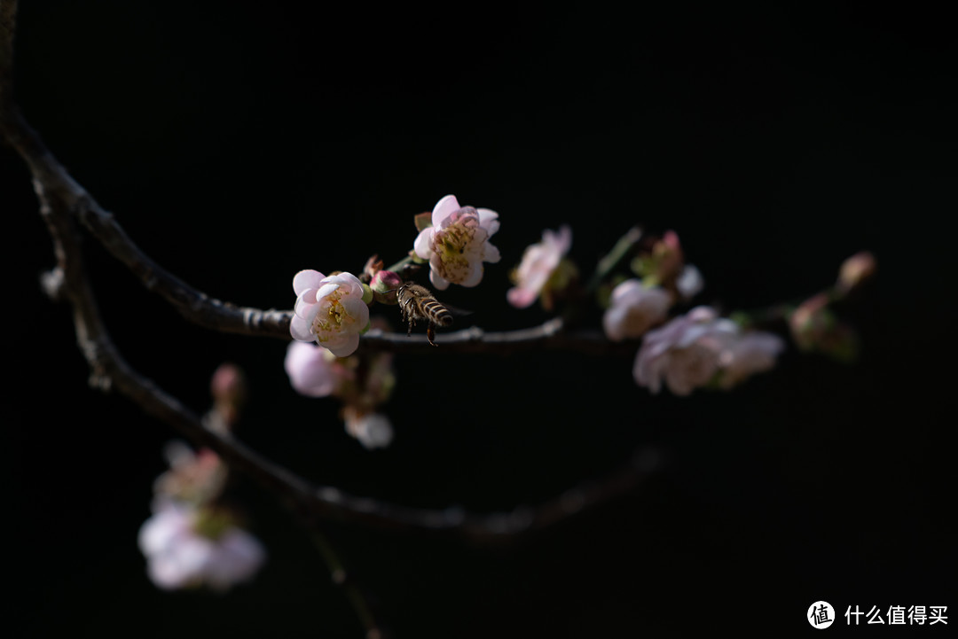 春夏秋冬又一春·广州白云山