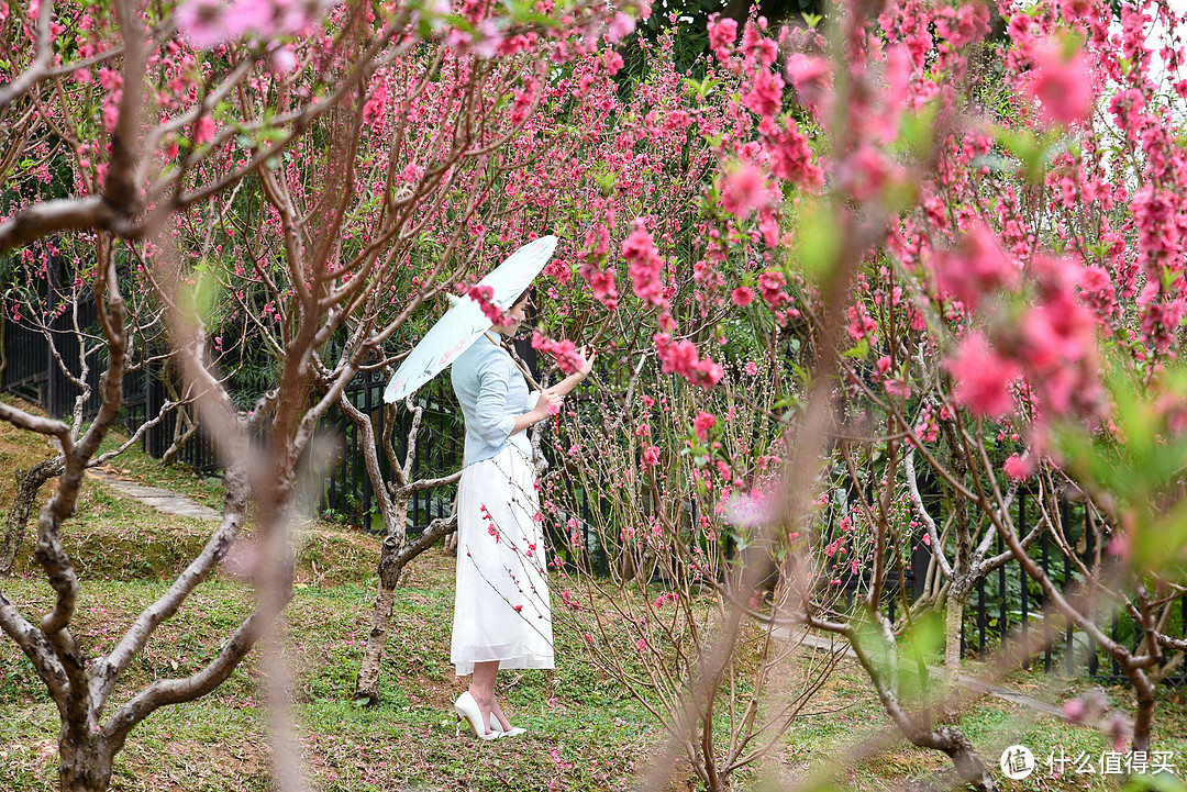 春夏秋冬又一春·广州白云山