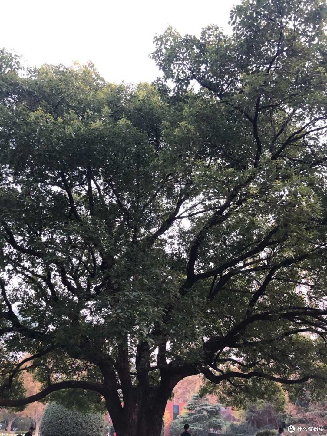 中山公园是樱花最密集的地方,坐落繁华的商业圈,游玩于上海市长宁区市中心