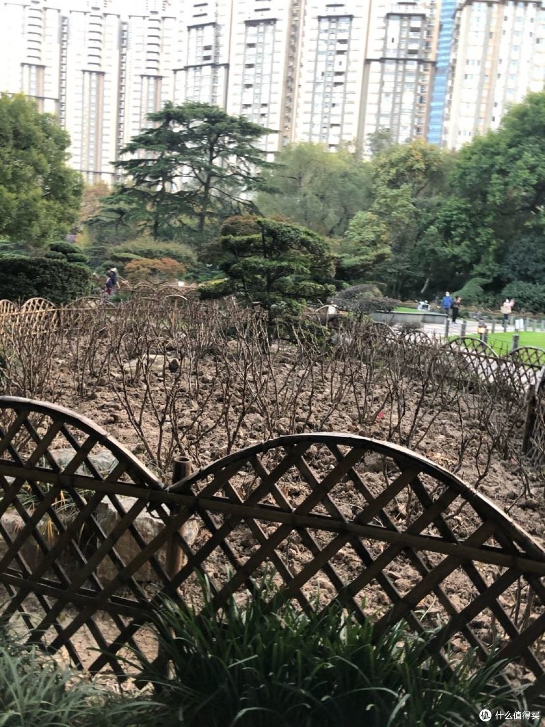 中山公园是樱花最密集的地方,坐落繁华的商业圈,游玩于上海市长宁区市中心