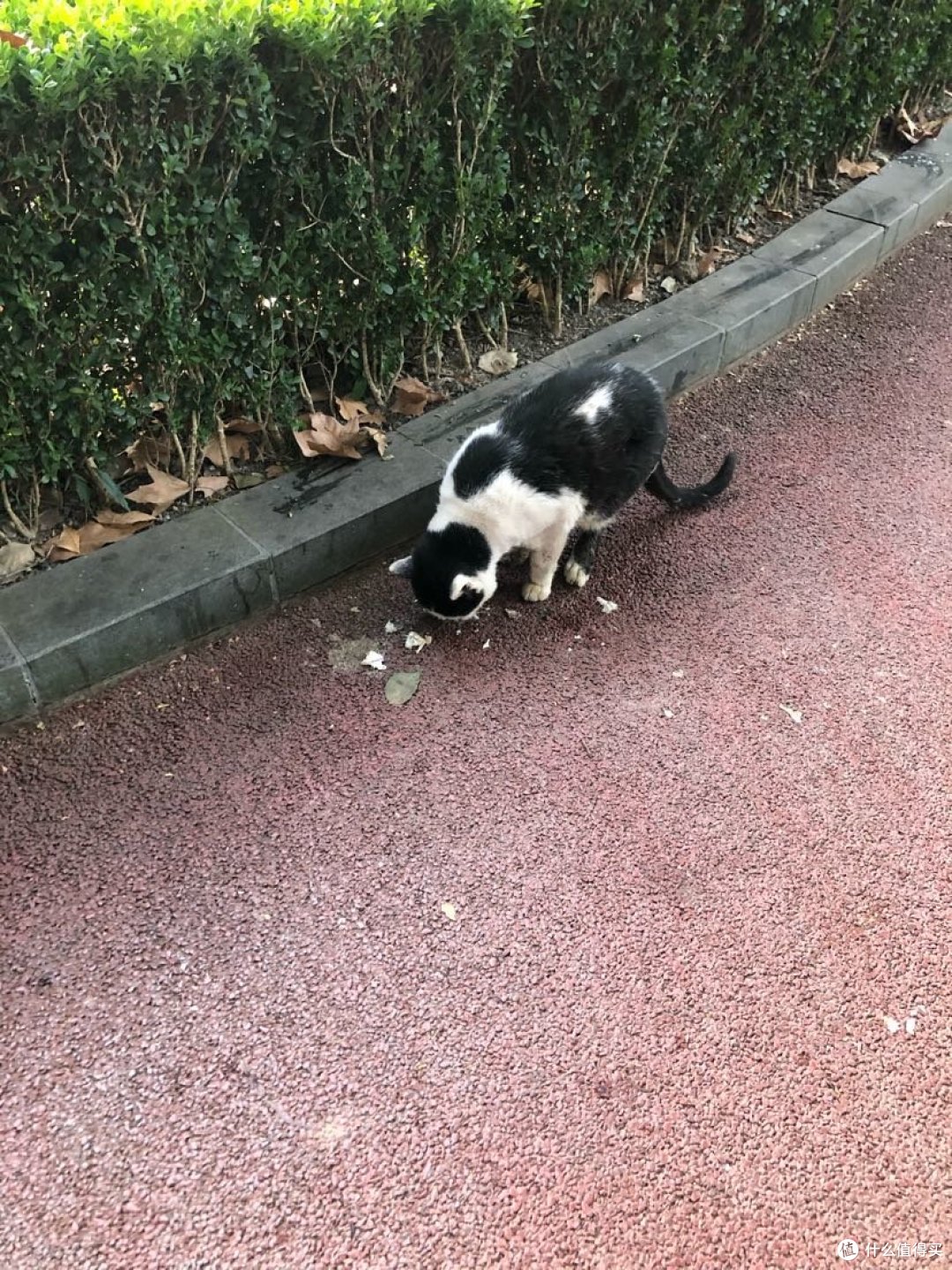 中山公园是樱花最密集的地方,坐落繁华的商业圈,游玩于上海市长宁区市中心