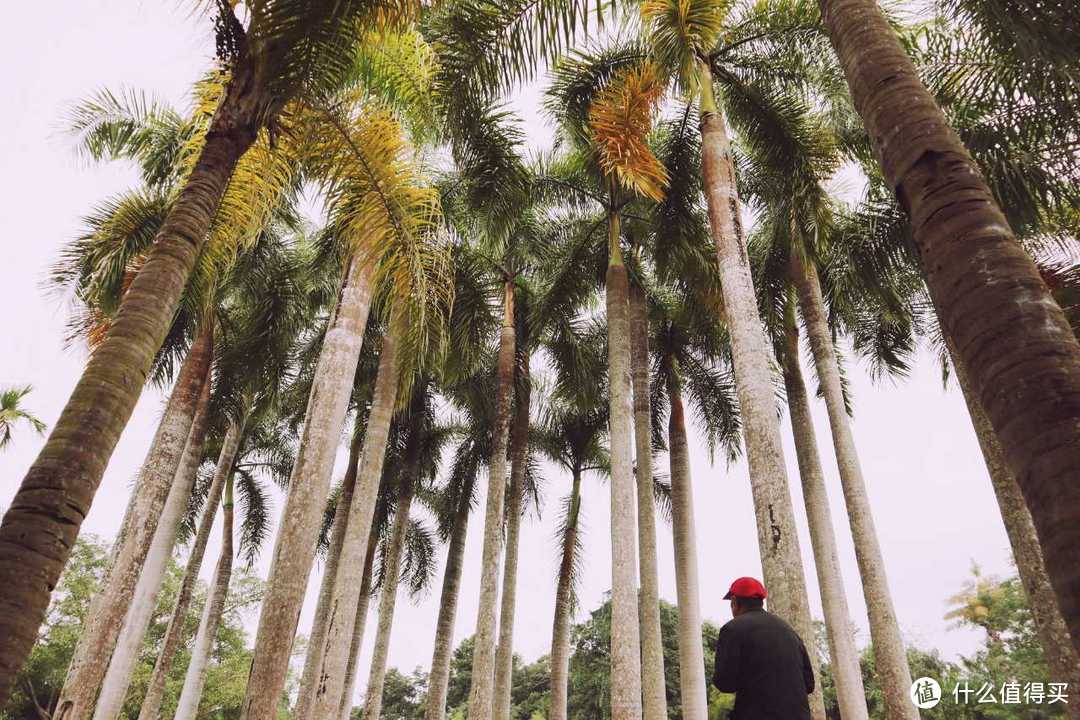 不走昆大丽，西双版纳才是云南的王者！人均350+逛吃逛吃，版纳24H全纪录