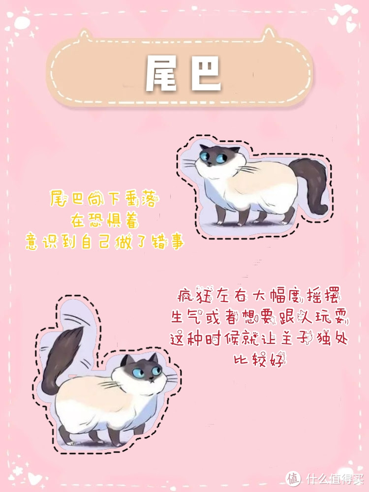 图说养猫知识❗拿走不谢