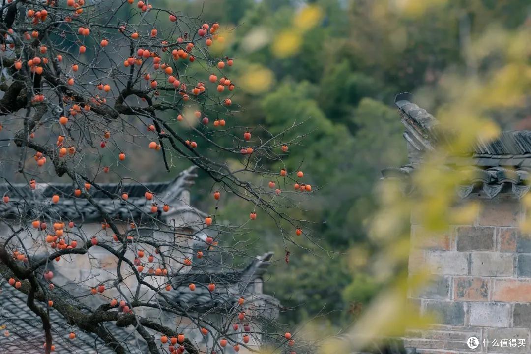 红叶、古镇、晒秋,在这个杭州高铁1.5h的赏秋地都能找到!