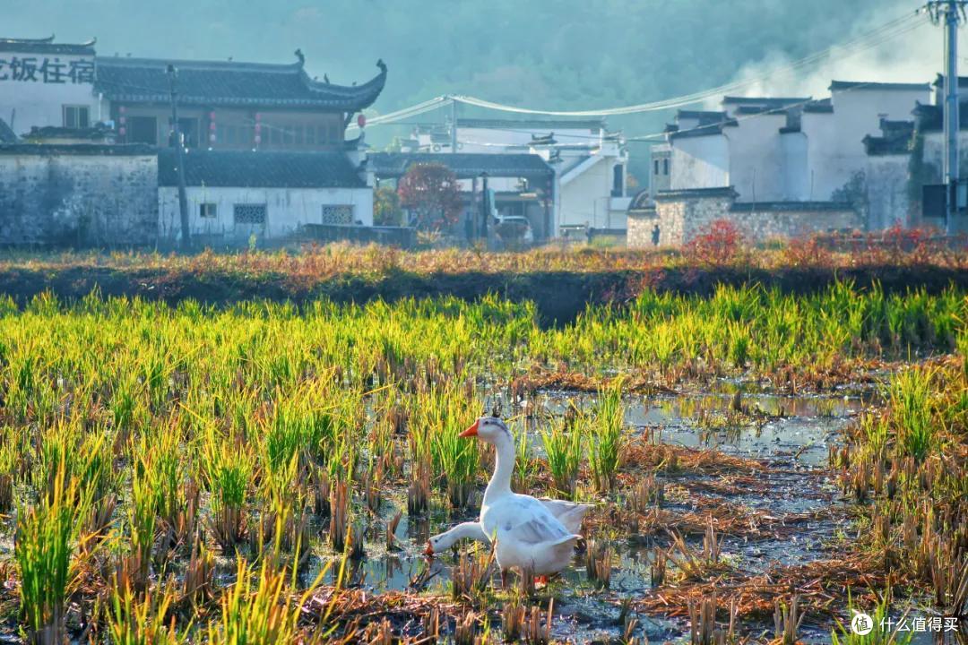 红叶、古镇、晒秋,在这个杭州高铁1.5h的赏秋地都能找到!
