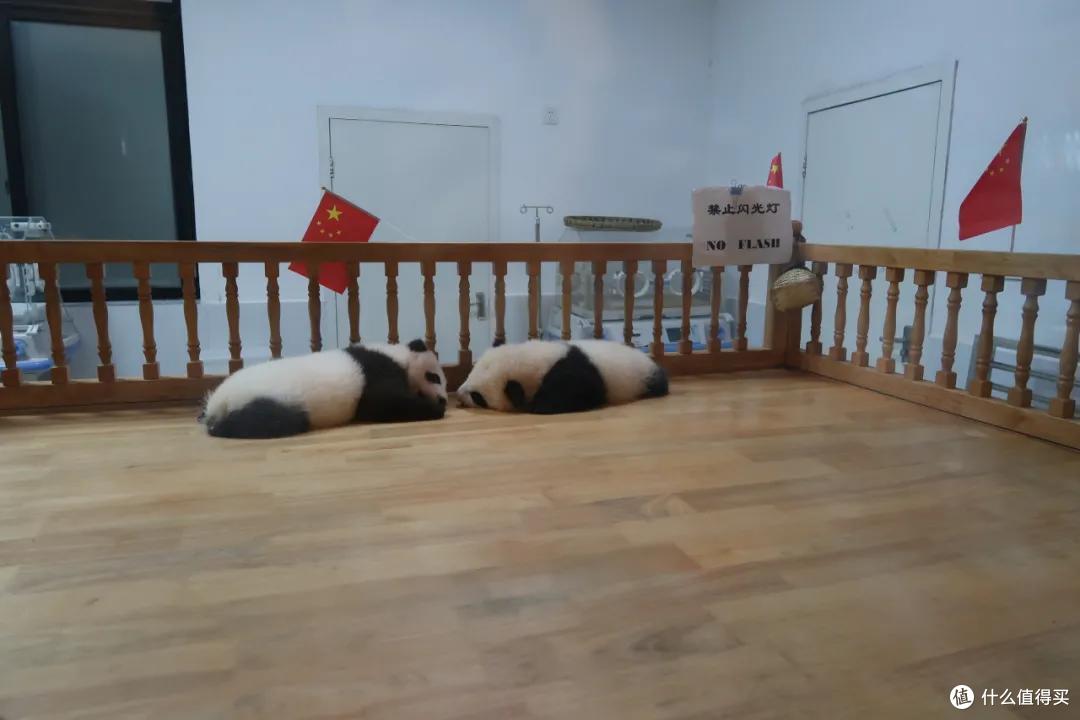 跟着动物园去旅行:你会发现新乐趣!
