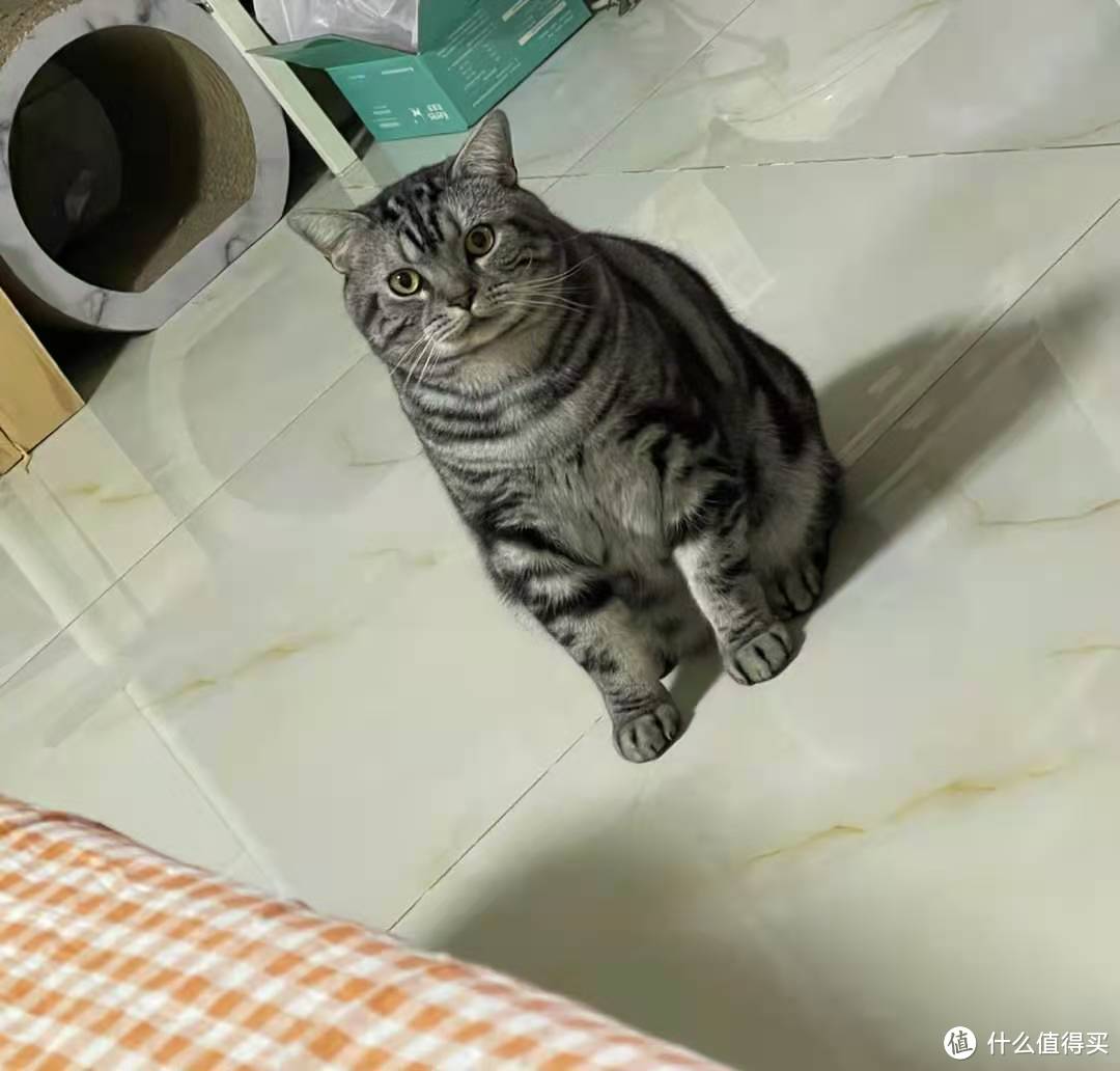 美短吃什么牌子猫粮好？能够补充营养吗