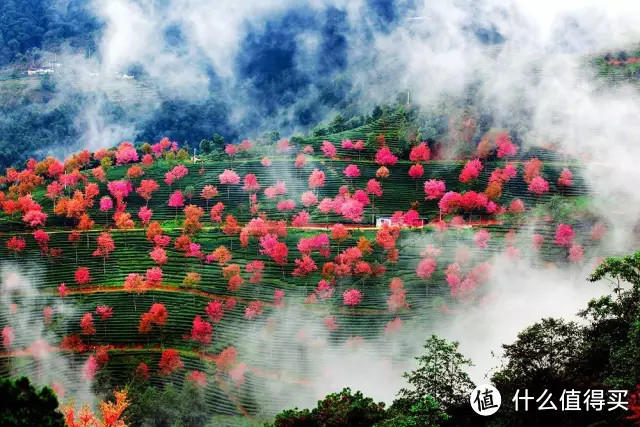 云南最最最当季的玩法，去淋一场樱花雨啊！