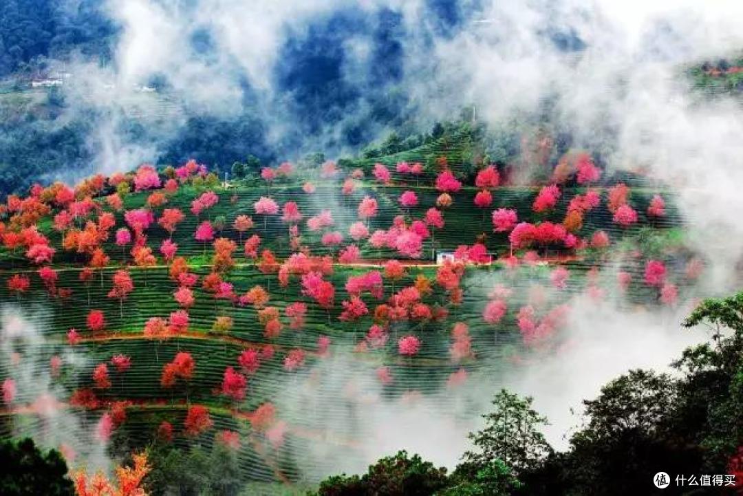云南最最最当季的玩法，去淋一场樱花雨啊！