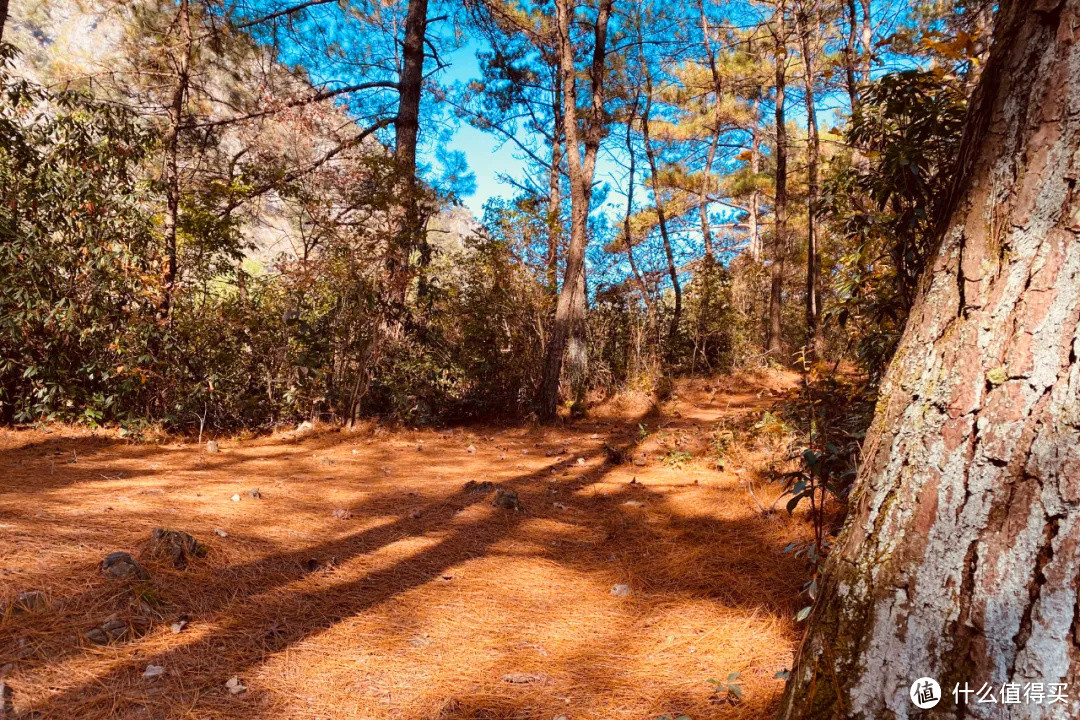 杭州自驾2h，这条江南秋名山的初冬太嗲了