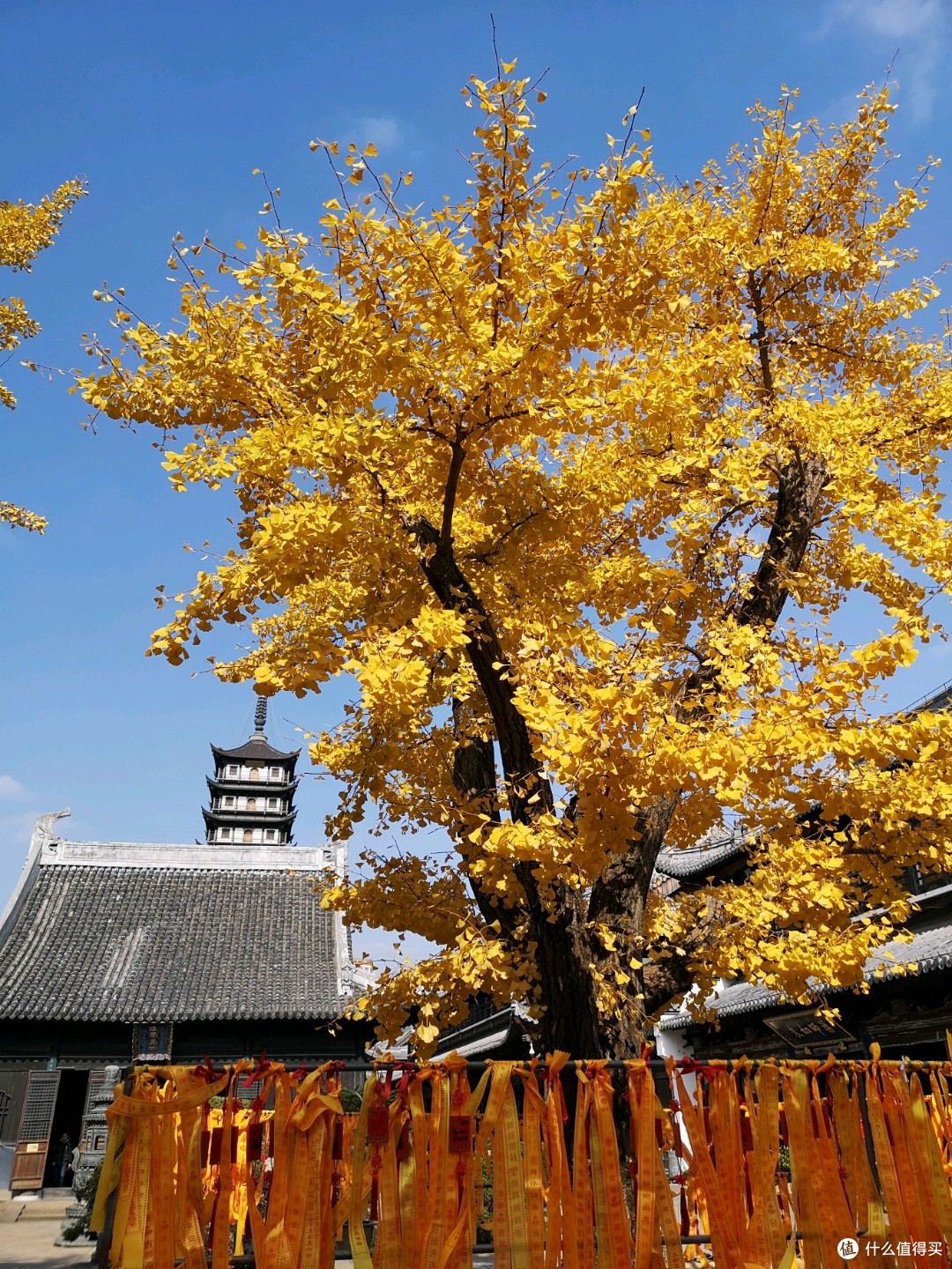 【探店】银杏季的真如寺和羊肉馆