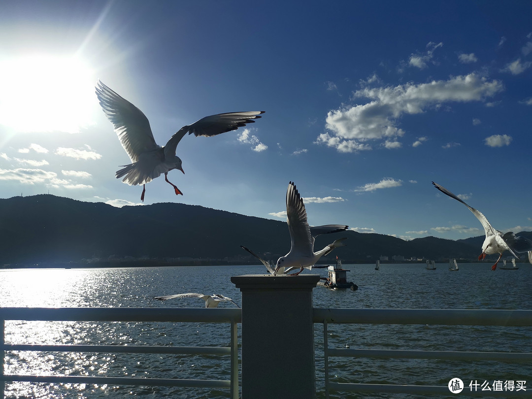 想体验周末“早上在腾冲看银杏，下午回昆明喂海鸥”的感觉吗？这篇最实用、花费少的随心飞攻略会帮到你话