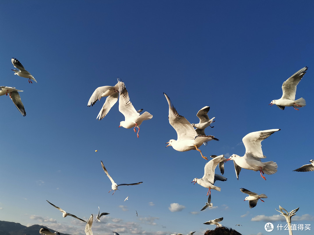 想体验周末“早上在腾冲看银杏，下午回昆明喂海鸥”的感觉吗？这篇最实用、花费少的随心飞攻略会帮到你话