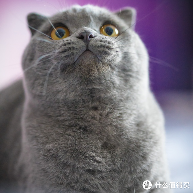 你会正确选择猫咪化毛的产品吗？