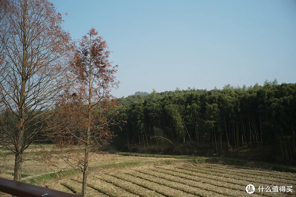 这个湖州的宝藏遛娃村，连长颈鹿都是这里的“常驻村民”！